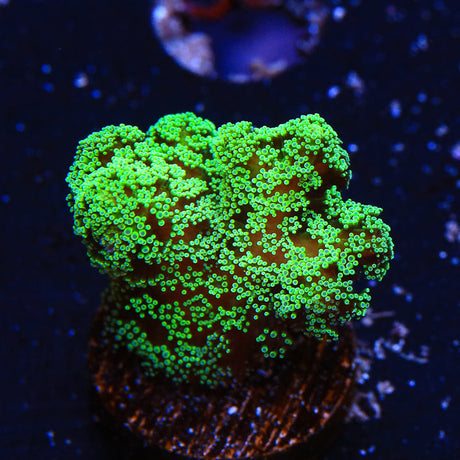 Green Birdsnest Coral