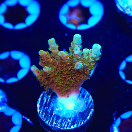 TSA Bill Murray Acropora Coral