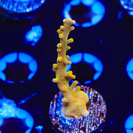 TSA Golden Honeycomb Acropora Coral