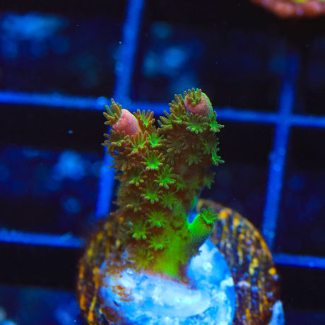 TSA Bill Murray Acropora Coral