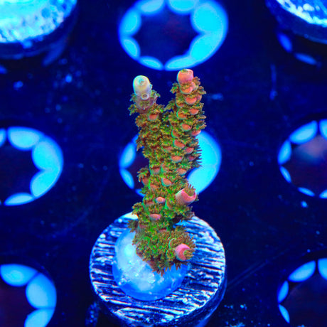 TSA Bill Murray Acropora Coral