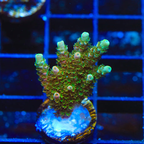 TSA Bill Murray Acropora Coral