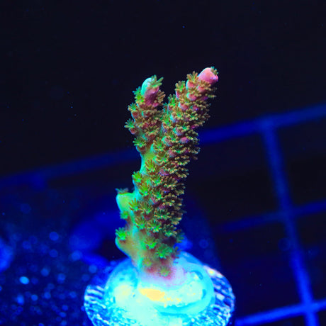 TSA Bill Murray Acropora Coral