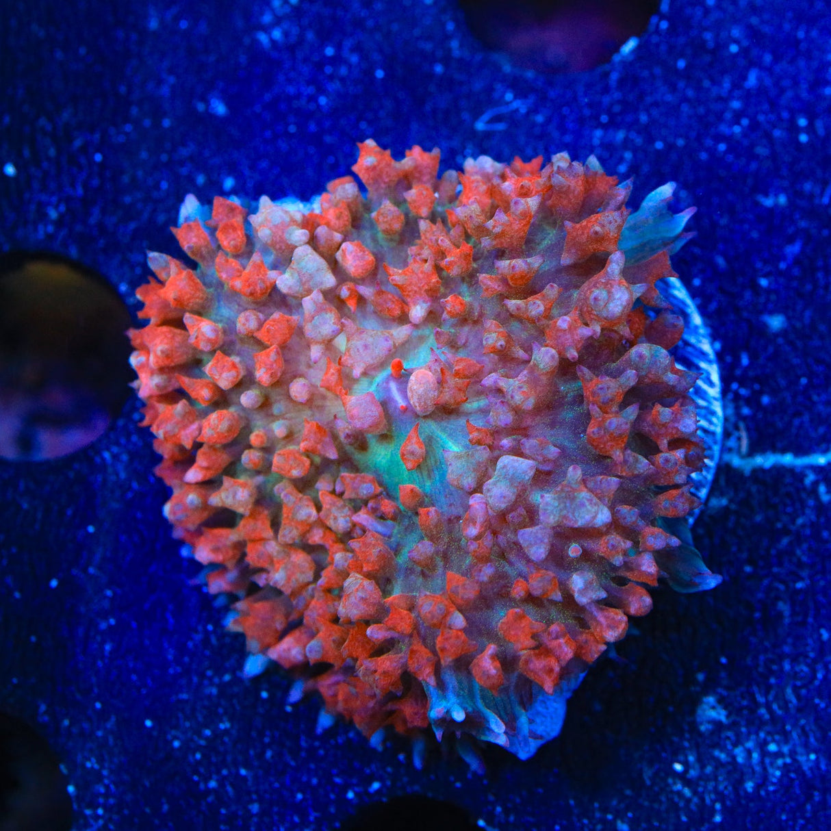 Ultra Red Saint Thomas Mushroom Coral