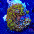 Golden Goose Saint Thomas Mushroom Coral