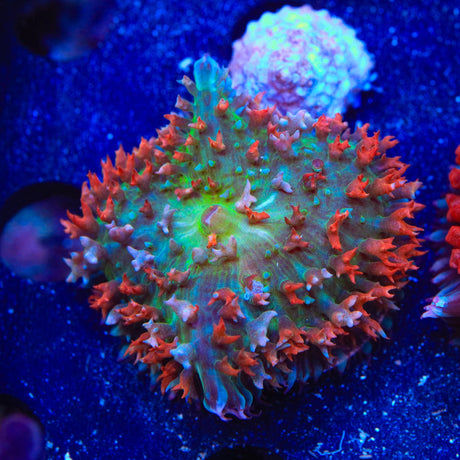 Ultra Red Saint Thomas Mushroom Coral