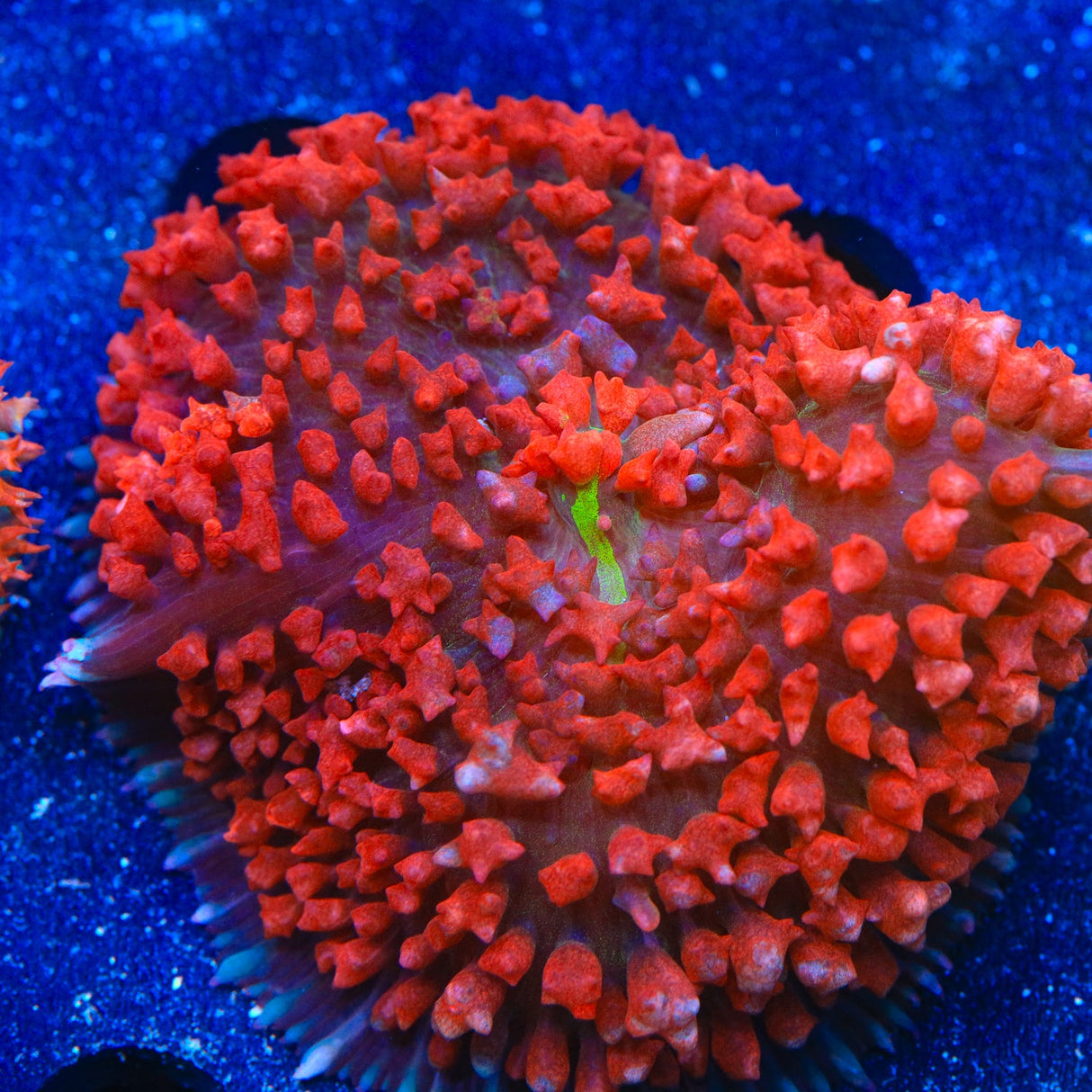 Ultra Red Saint Thomas Mushroom Coral