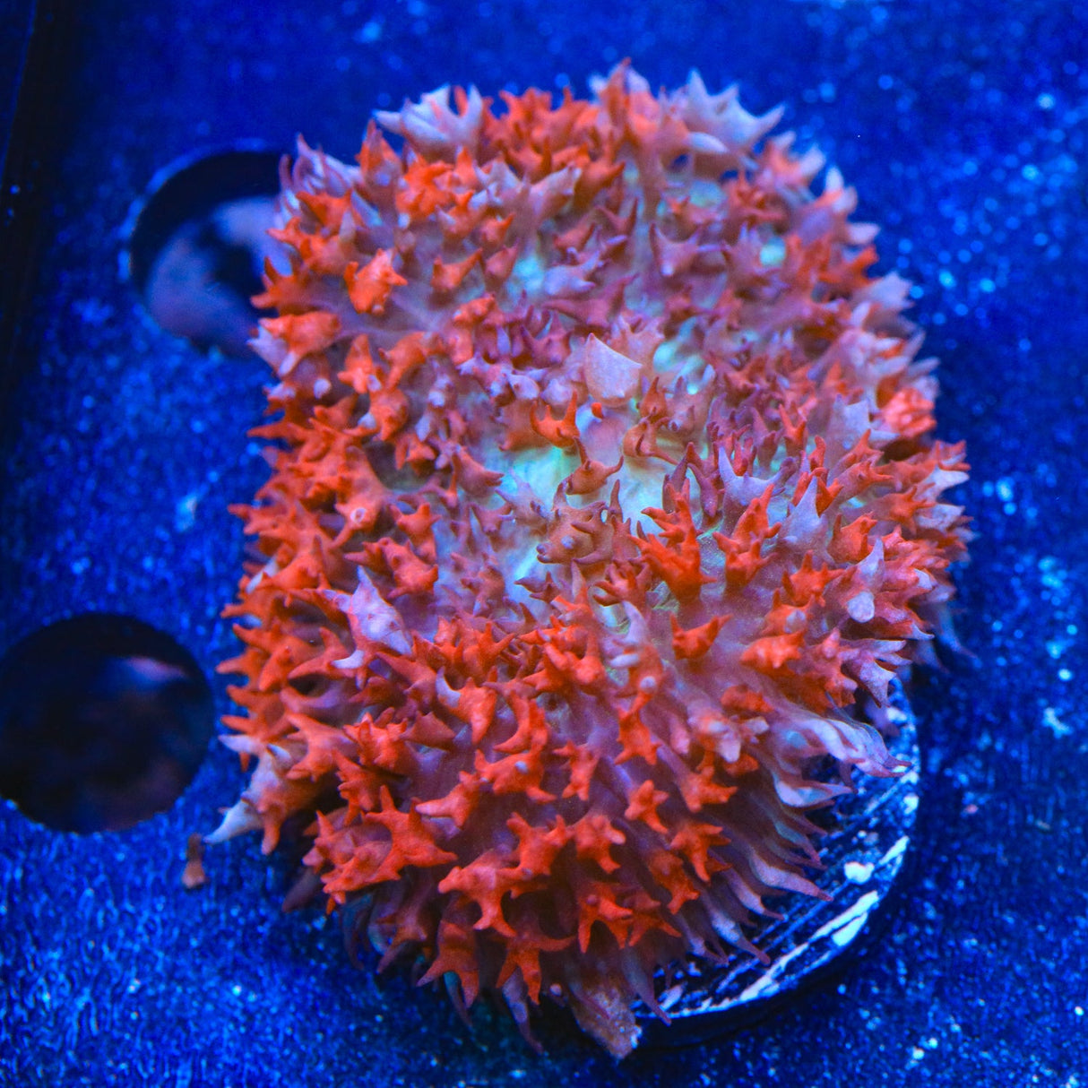 Ultra Red Saint Thomas Mushroom Coral