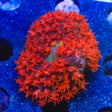 Ultra Red Saint Thomas Mushroom Coral