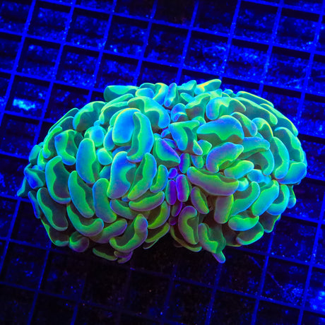 TSA Hologram Hammer Coral