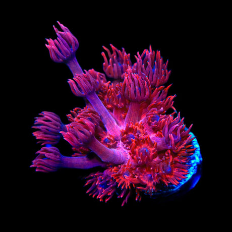 ORA Cherry Red Goniopora Coral