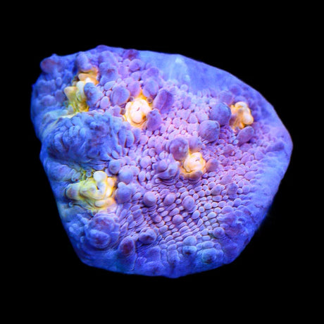 ORA Easter Egg Chalice Coral