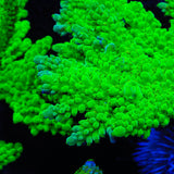 ORA Frogskin Tort Acropora Coral