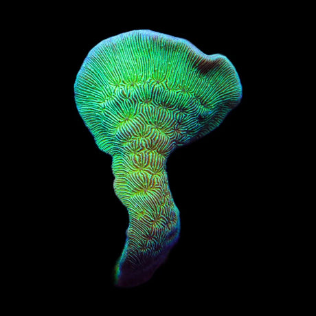 ORA Mint Pavona Coral