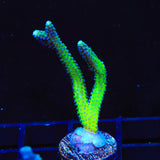 ORA Bird of Paradise Birdsnest Coral