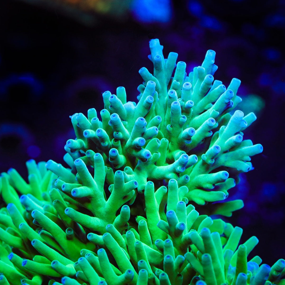 ORA Hawkins Echinata Acropora Coral - mother colony