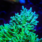 ORA Hawkins Echinata Acropora Coral - mother colony