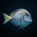 Ocean Surgeonfish - Atlantic