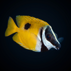 One Spot Foxface - Siganus unimaculatus