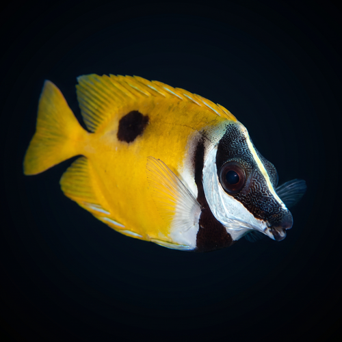 One Spot Foxface - Siganus unimaculatus