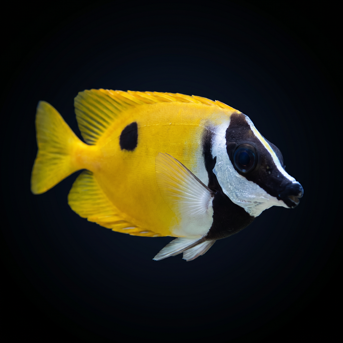One Spot Foxface