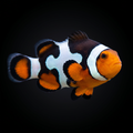 Onyx Picasso Clownfish - Amphiprion percula