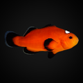 Orange Domino Clownfish — Amphiprion ocellaris