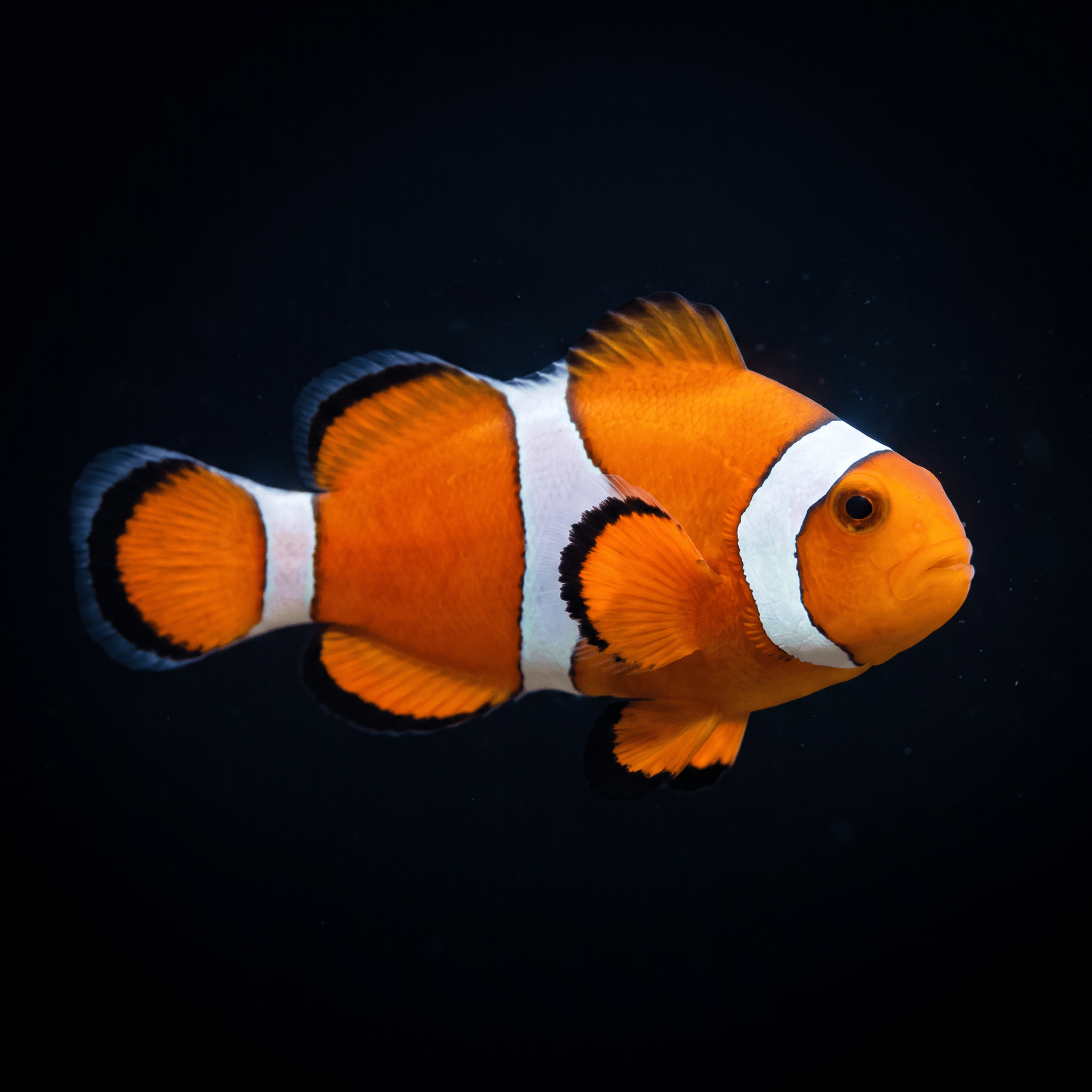 Orange Ocellaris Clownfish — Amphiprion ocellaris