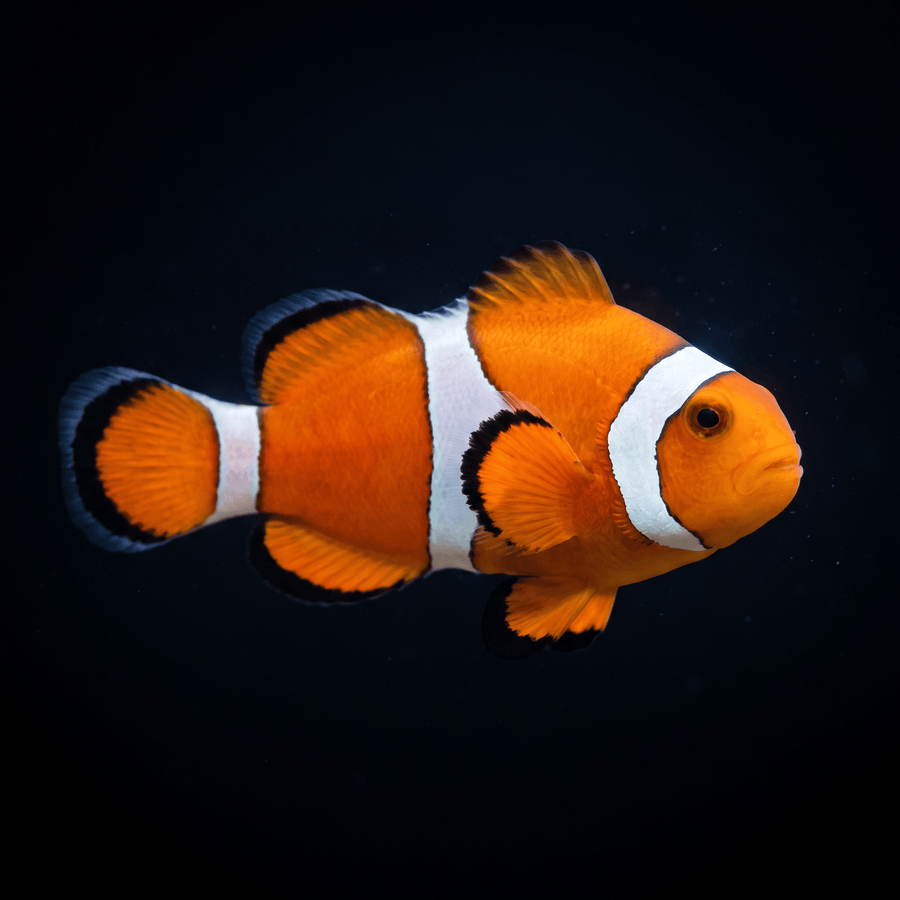 Orange Ocellaris Clownfish — Amphiprion ocellaris