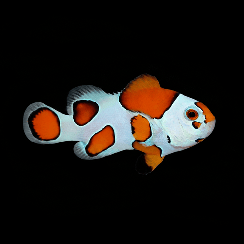 Orange Storm Clownfish — Amphiprion ocellaris