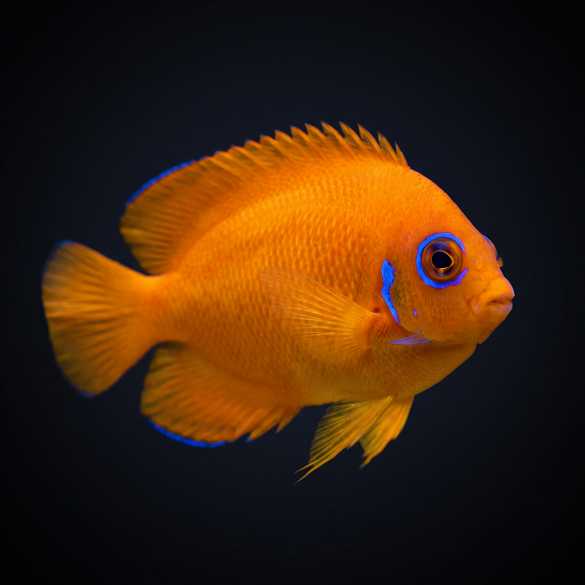 Orange Peel Angelfish