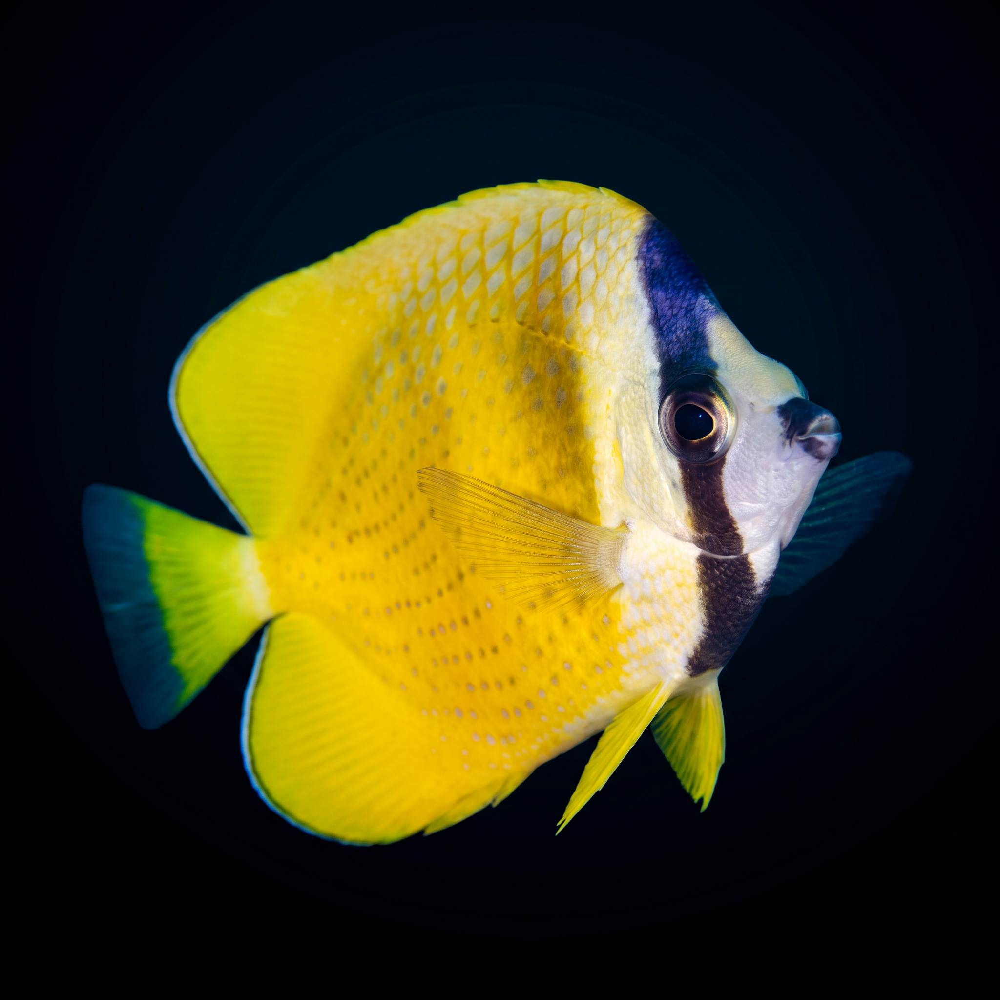 Yellow Klein's Butterflyfish - Indian Ocean