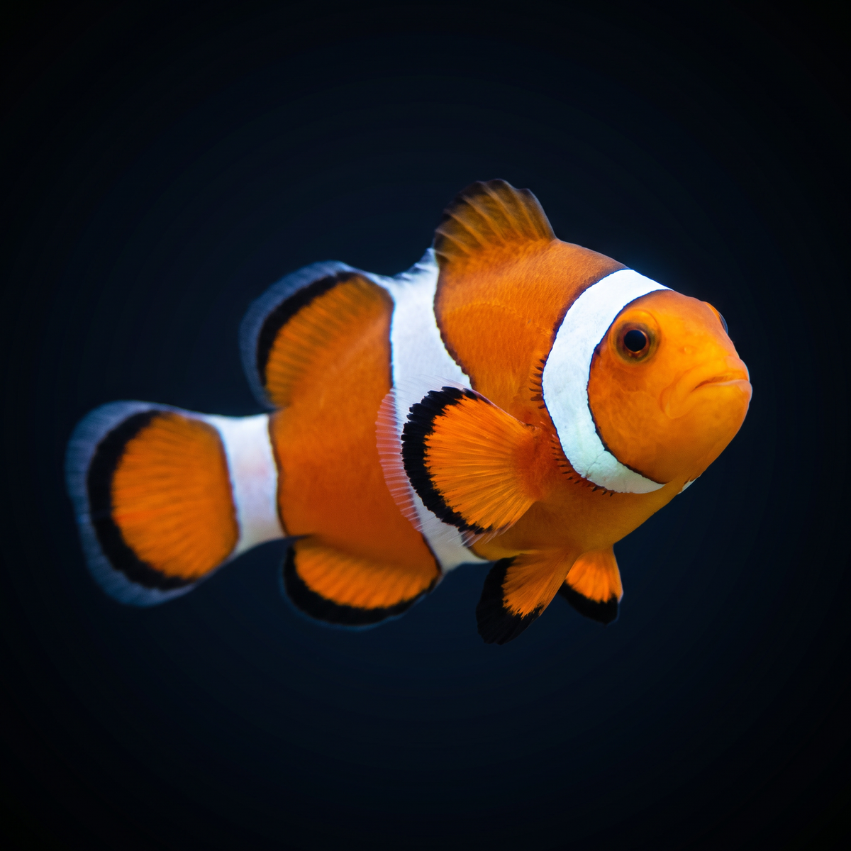 Ocellaris Clownfish saltwater fish care guide