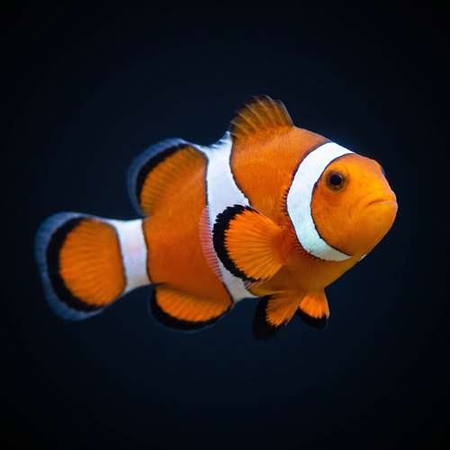 Orange Ocellaris Clownfish