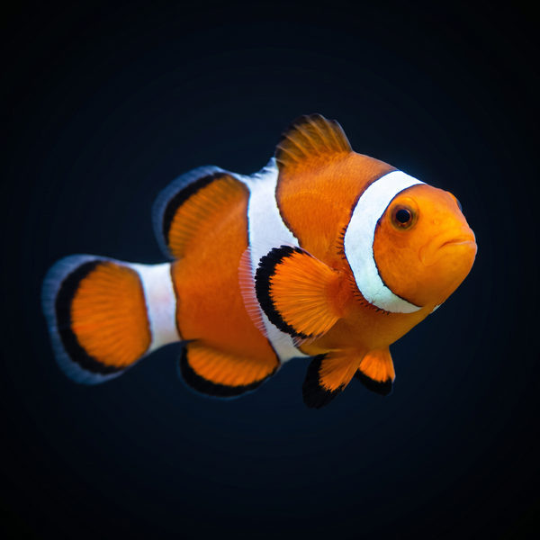 Orange Ocellaris Clownfish