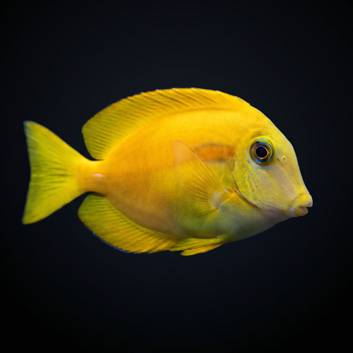 Orange Shoulder Tang - Juvenile - Acanthurus olivaceus