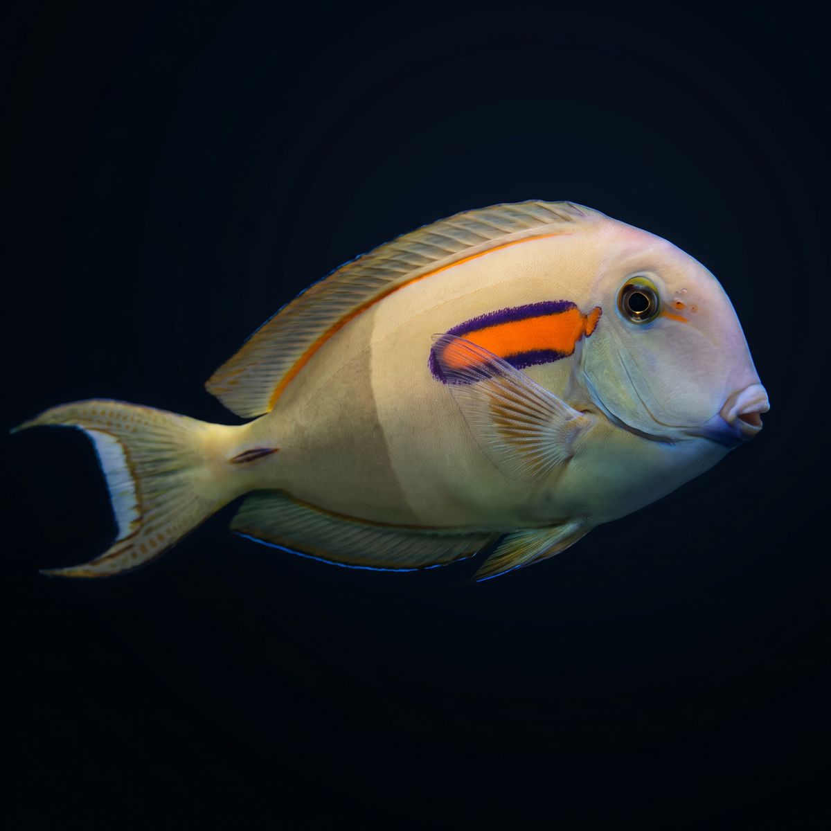 Orange Shoulder Tang