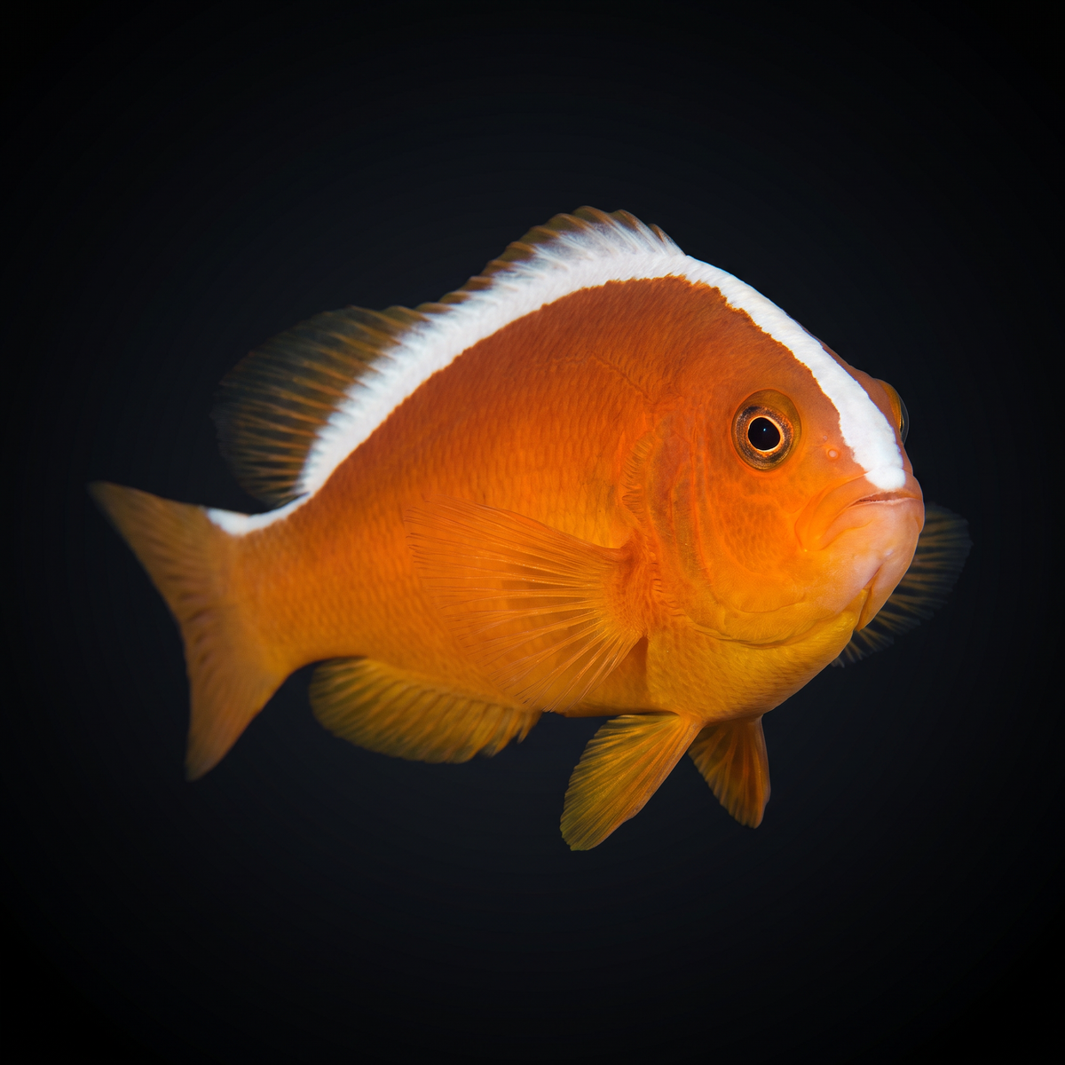 Orange Skunk Clownfish saltwater fish care guide