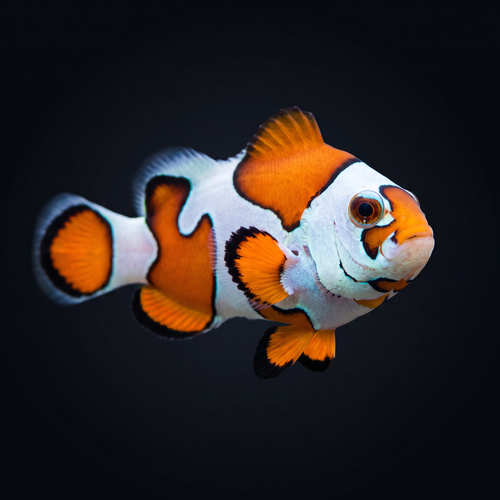 Orange Storm Clownfish — Amphiprion ocellaris