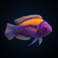 Orangeback Fairy Wrasse
