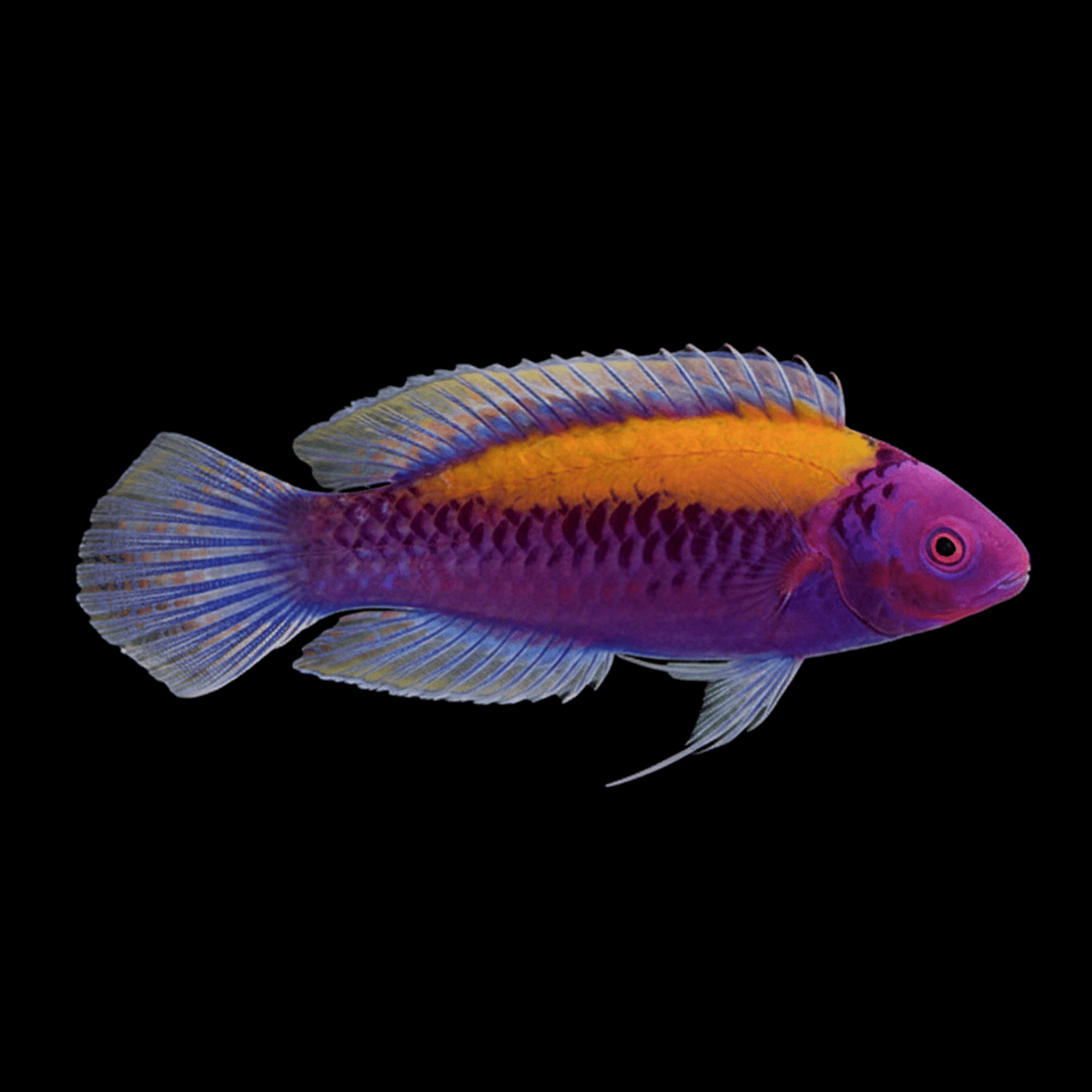 Orangeback Fairy Wrasse saltwater fish care guide