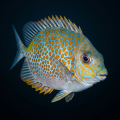Orangespot Rabbitfish - Fiji