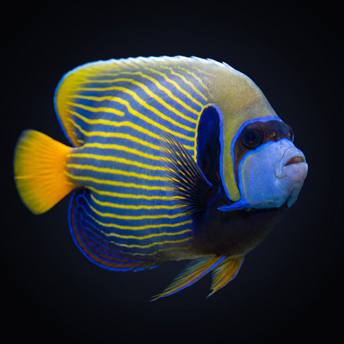 Emperor Angelfish - Orangetail - Xmas Is.
