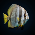 Orbiculate Batfish