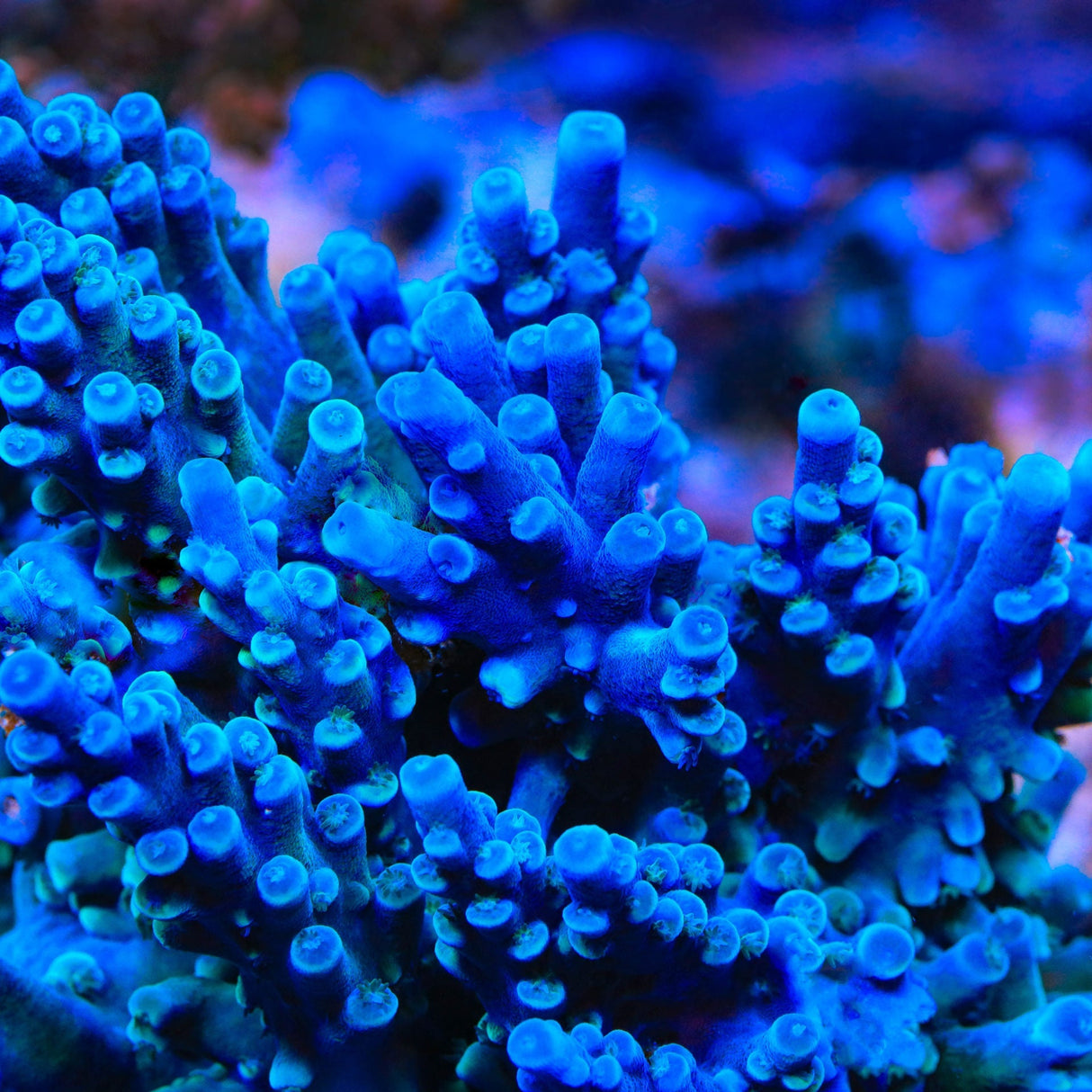 Oregon Blue Tort Acropora Coral