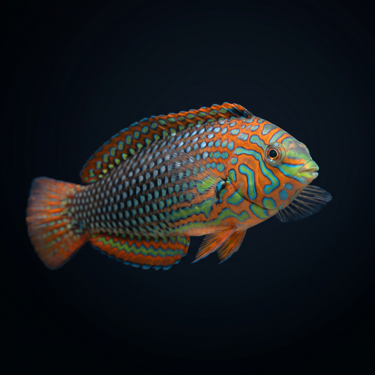 Ornate Leopard Wrasse
