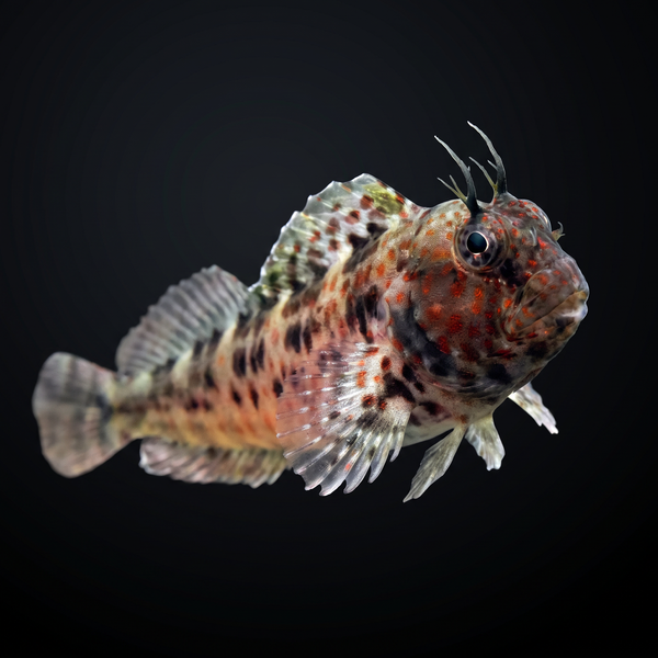 Atlantic Oyster Blenny saltwater fish care guide