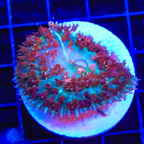 Ultra Saint Thomas Mushroom Coral