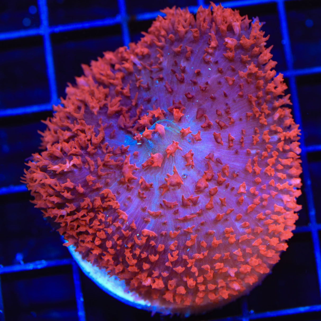 Ultra Saint Thomas Mushroom Coral