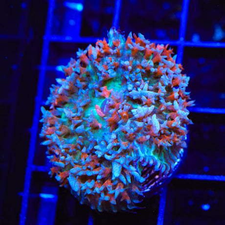 Ultra Saint Thomas Mushroom Coral